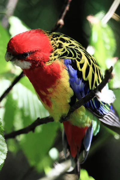 Parrot (Eastern Rosella) — Stock Photo, Image