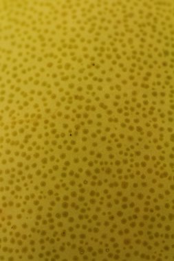 pamelo - egzotik narenciye meyve