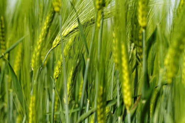 Grüner Weizen — Stockfoto