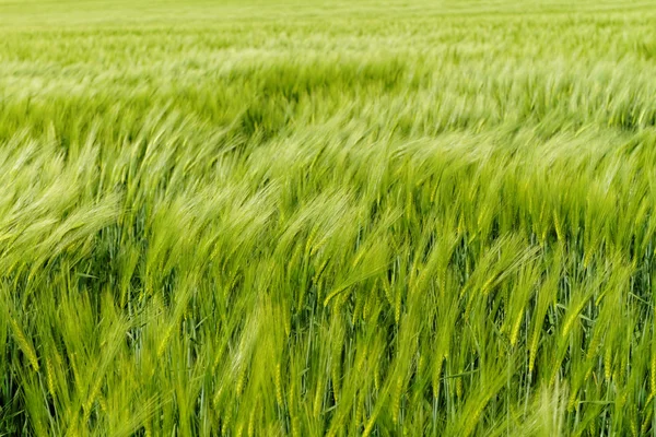 Green wheat — Stock Photo, Image