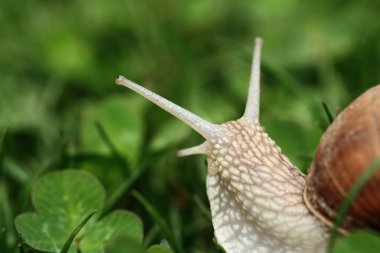 salyangoz. Helix pomatia.