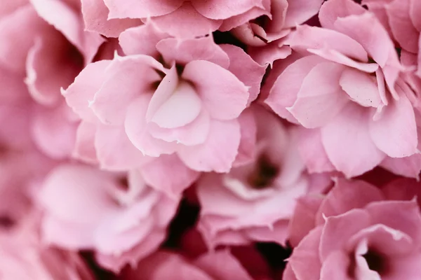 Kalanchoe flower blossoms — Stock Photo, Image