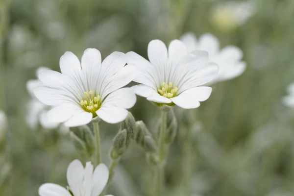 White rock flower — Stock Photo, Image