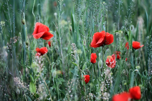 Červené Vlčí máky — Stock fotografie