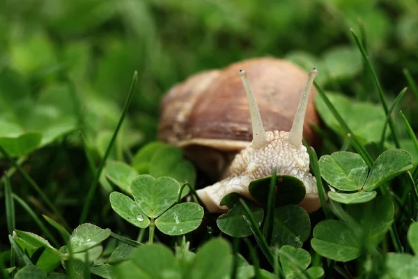 Lumaca. Helix pomatia . — Foto Stock