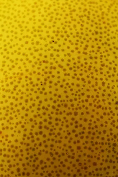 Pamelo - exotické citrusové plody — Stock fotografie