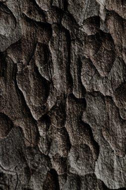 ahşap doku. Makro çam ağacı