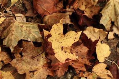 Sonbahar Yaprakları