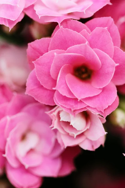 Kalanchoe flower blossoms — Stockfoto