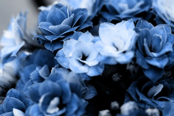 Kalanchoe flower blossoms — Stockfoto