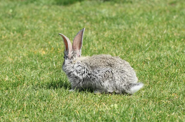 Graues Kaninchen — Stockfoto