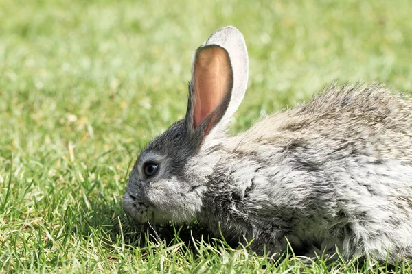 Graues Kaninchen — Stockfoto