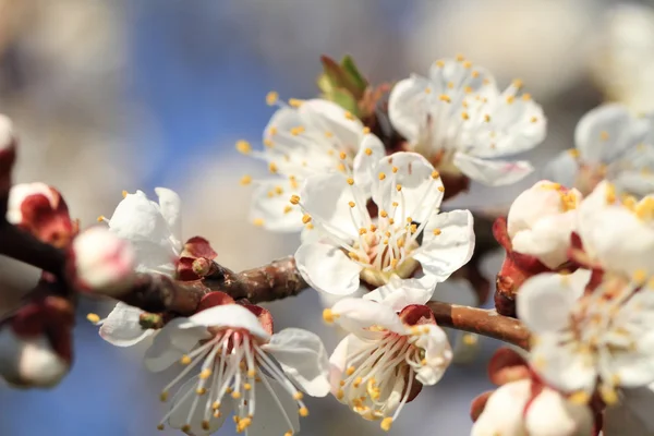 Cherry blossom against — Stock Photo, Image