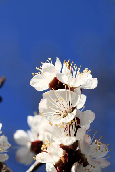 Třešňový květ proti — Stock fotografie