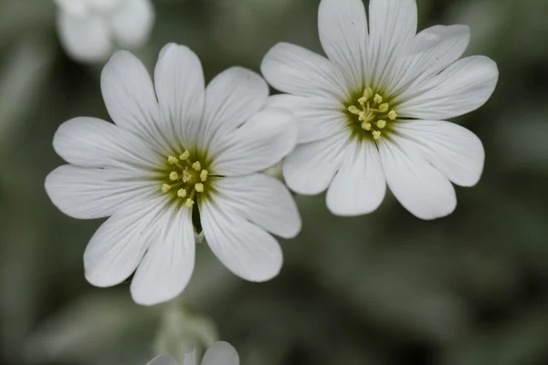 White rock flower — Stock Photo, Image