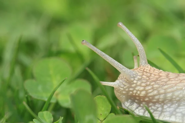 Caracol. Helix pomatia . — Foto de Stock