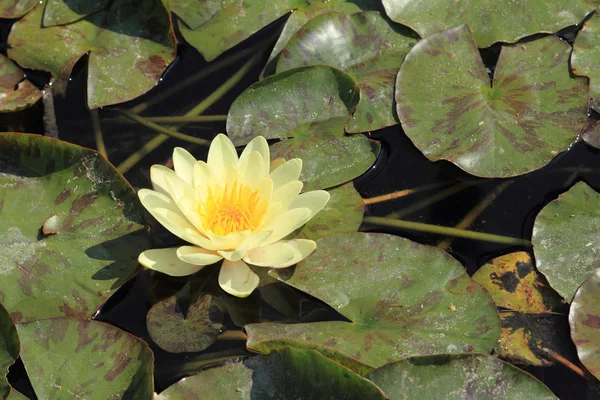 Yellow water lily — Stock Photo, Image