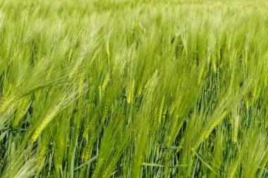 Yeşil buğday