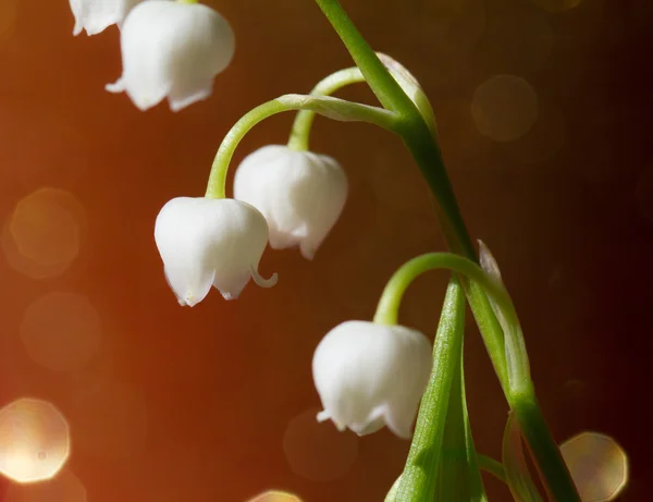 Lily of the valley — Stock Photo, Image