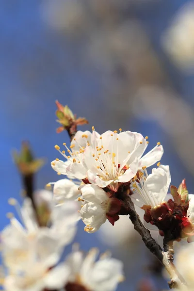 Flor de cerejeira contra — Fotografia de Stock