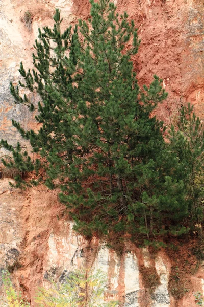 Rosto de pedra calcária — Fotografia de Stock