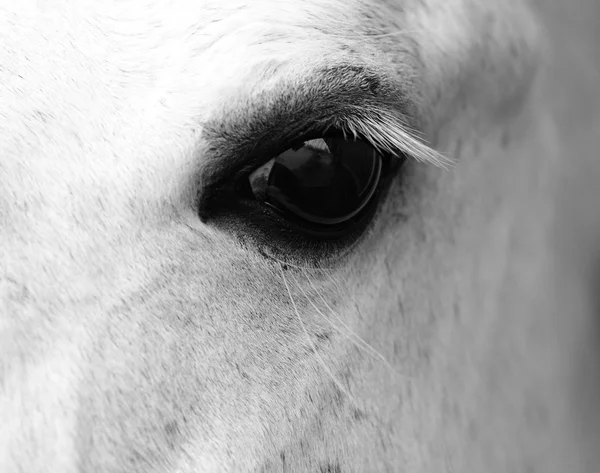 Λεπτομέρεια του κεφαλιού άσπρο άλογο — Φωτογραφία Αρχείου