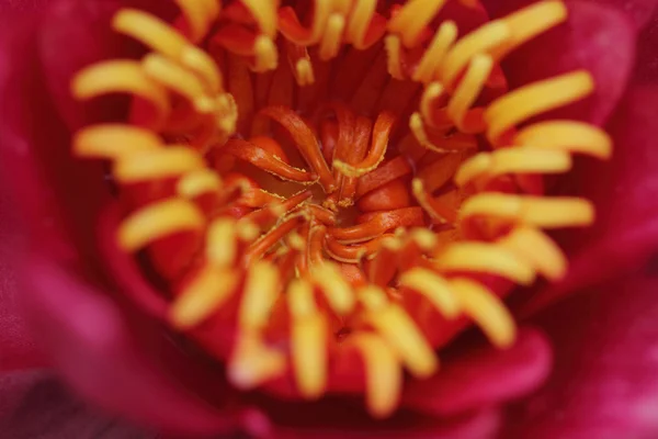 Pink water lily — Stock Photo, Image