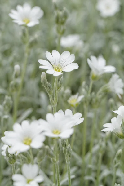 White rock flower — Stock Photo, Image