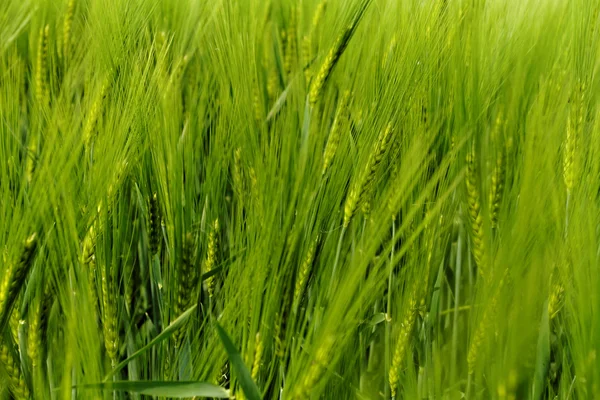 Grüner Weizen — Stockfoto