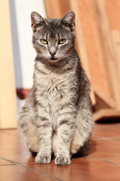 Gato gris — Foto de Stock