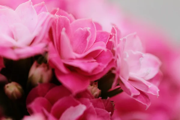 Flores de flor de Kalanchoe — Fotografia de Stock