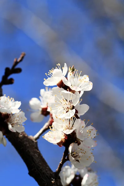 Fleur de cerisier contre — Photo