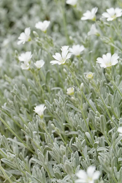 Witte rots bloem — Stockfoto