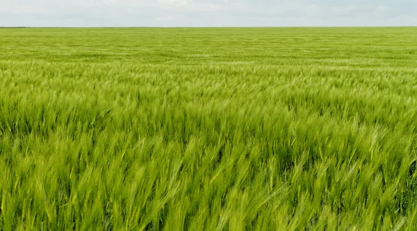 グリーン小麦 — ストック写真