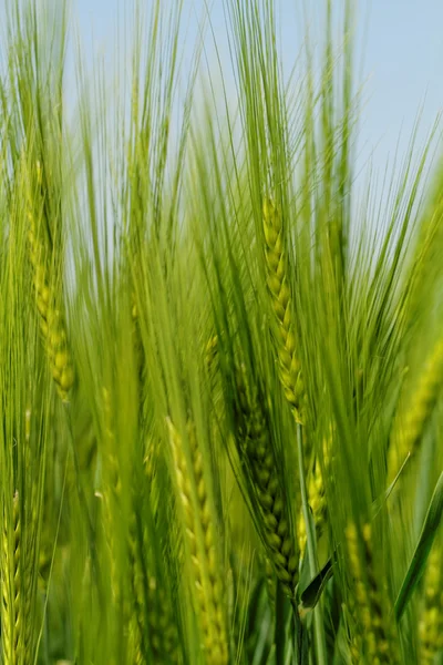 Grüner Weizen — Stockfoto