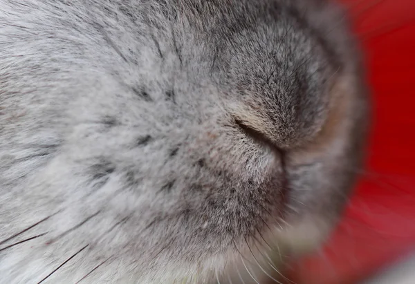 Konijn mond en neus — Stockfoto