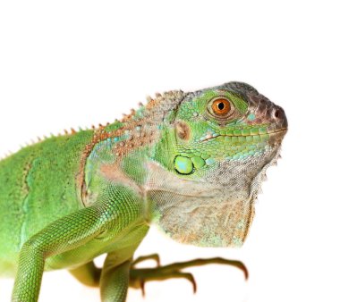 Yeşil iguana