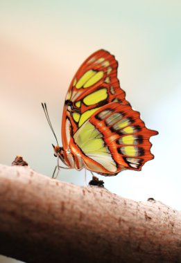 Kırmızı lacewing kelebek (lat. cethosia biblis)