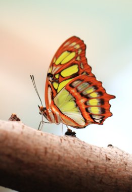 Red lacewing butterfly (lat. Cethosia biblis) clipart