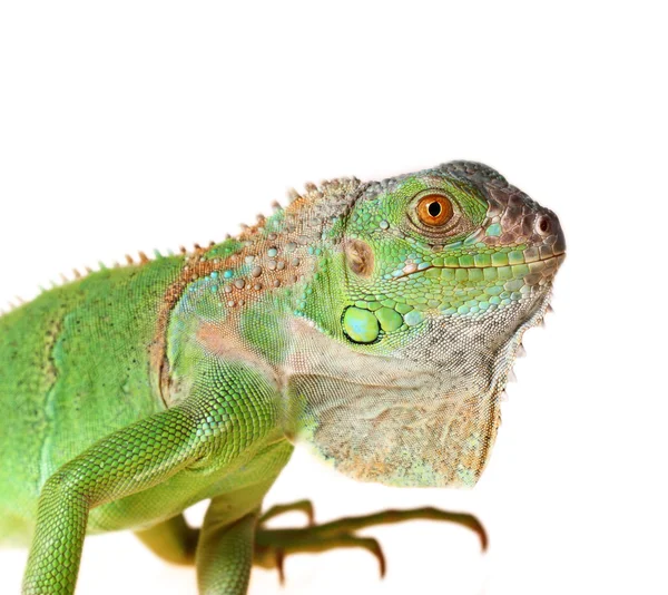 Iguana verde — Fotografia de Stock