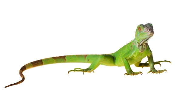 Yeşil iguana