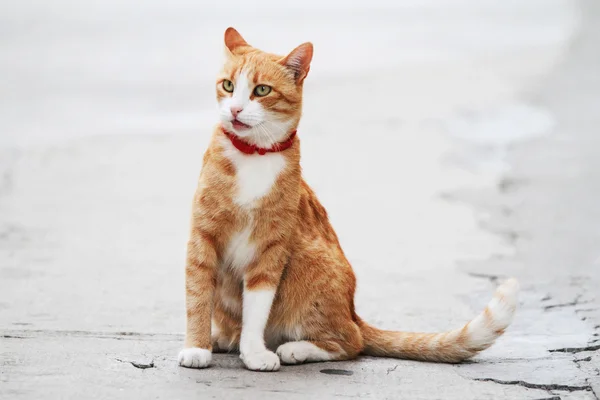 Röd katt赤い猫 — Stockfoto