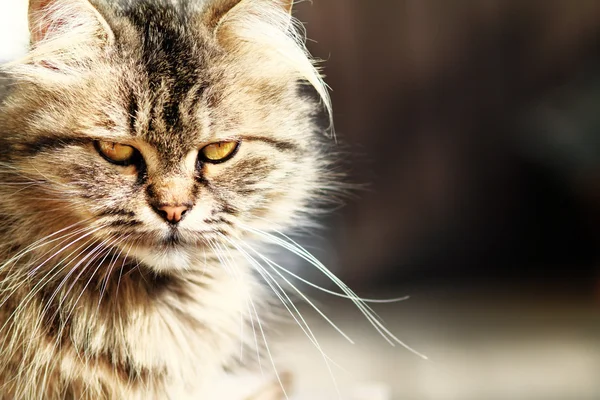 Retrato de gato — Fotografia de Stock