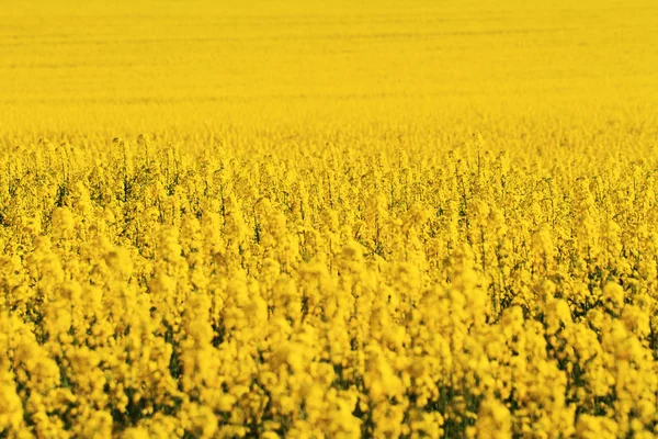 Rape field — Stock Photo, Image