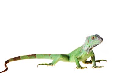 Yeşil iguana