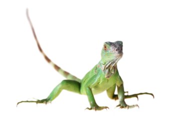 Yeşil iguana