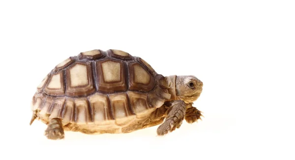 Tortuga estimulada africana — Foto de Stock