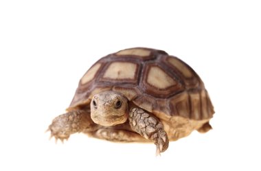 Afrika mahmuzlu kaplumbağası (Sulcata)