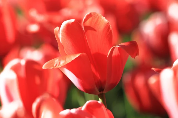 Red tulip — Stock Photo, Image