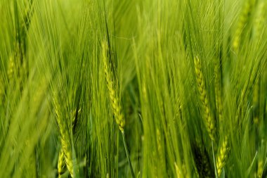 Yeşil buğday